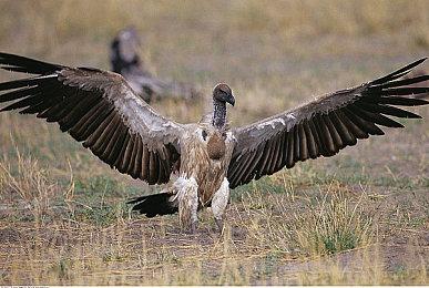 iPhone销量疲软AI前景存疑 苹果股价承压